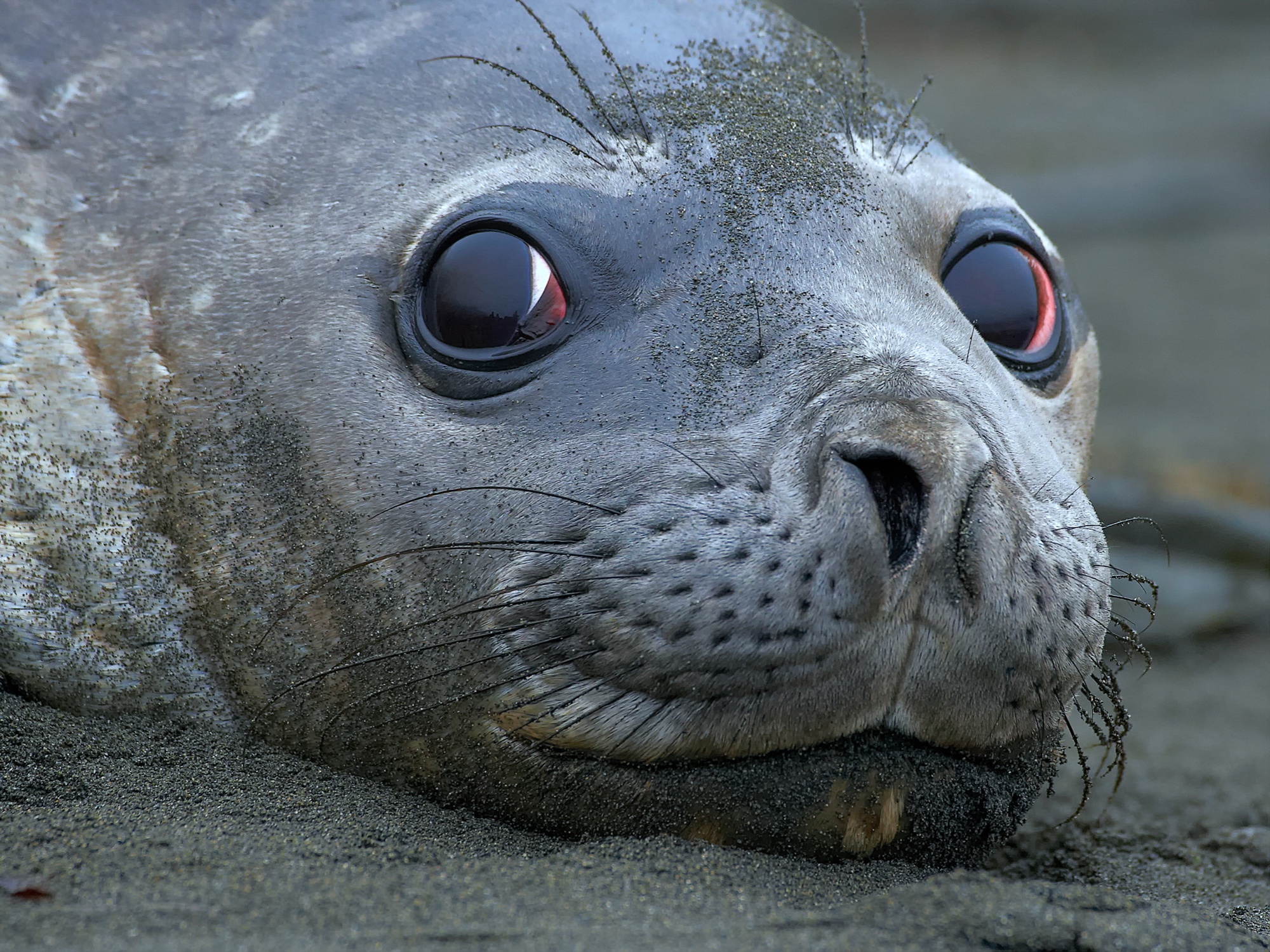 Seeelefant